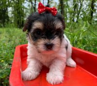 Morkie Puppies for sale in Winslow, Arkansas. price: $700
