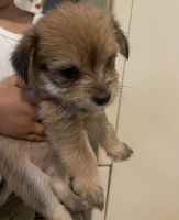 Morkie Puppies for sale in Dallas, Texas. price: $300