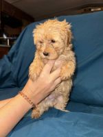 Morkie Puppies for sale in Dallas, TX, USA. price: $250