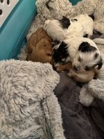 Morkie Puppies for sale in Lithonia, GA 30058, USA. price: $500