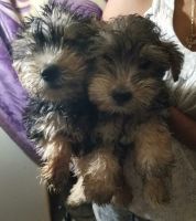 Morkie Puppies for sale in Toronto, ON, Canada. price: $1,200