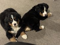 Mountain Burmese Puppies for sale in Jackson, Michigan. price: $800