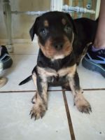 Mountain Cur Puppies for sale in Arcadia, FL 34266, USA. price: $450