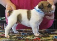 Mountain Cur Puppies for sale in Cambridge, MA, USA. price: $500