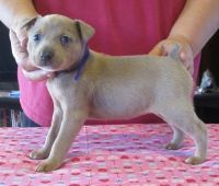 Mountain Cur Puppies for sale in Baywood-Los Osos, CA 93402, USA. price: $500