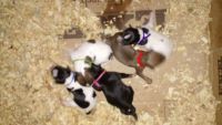 Mountain Cur Puppies for sale in Hudson, KY 40145, USA. price: $400