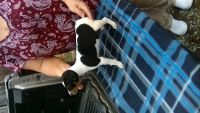 Mountain Cur Puppies for sale in Mook-Centerview Rd, Hudson, KY 40145, USA. price: $400