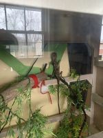 Mountain Horned Dragon Reptiles for sale in Haverhill, MA, USA. price: $10
