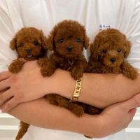 Moyen Poodle Puppies for sale in Aliso Viejo, California. price: $500