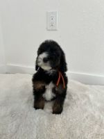 Moyen Poodle Puppies for sale in Emmett, Idaho. price: $1,200