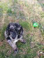 Moyen Poodle Puppies for sale in Bedford, Virginia. price: $1,000