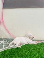Mudhol Hound Puppies for sale in Coimbatore, Tamil Nadu, India. price: 15,000 INR