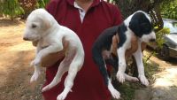 Mudhol Hound Puppies Photos