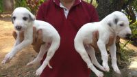 Mudhol Hound Puppies Photos