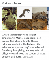 Mudpuppy Amphibians Photos