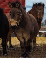 Mule Animals for sale in Blackfoot, ID 83221, USA. price: NA