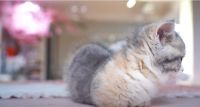 Munchkin Cats for sale in Wellington, FL, USA. price: $800