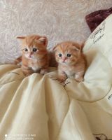 Munchkin Cats for sale in Los Angeles, CA, USA. price: $400