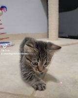 Munchkin Cats for sale in San Diego, CA, USA. price: $1,200