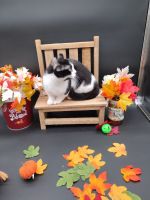 Munchkin Cats for sale in Warsaw, MO 65355, USA. price: $500