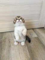 Beautiful Munchkin Kittens