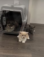 Munchkin Kittens available