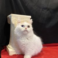 Munchkin Cats for sale in Fayetteville, Ohio. price: $1,000