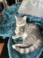 Munchkin Cats for sale in Wilson, Wyoming. price: $500