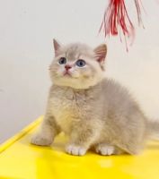 Munchkin Cats for sale in Chino, CA, USA. price: $5,500