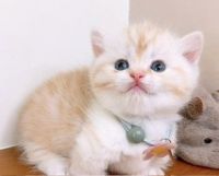 Munchkin Cats for sale in Billings, Montana. price: $700