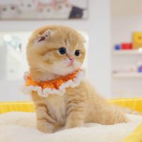 Munchkin Cats for sale in Mont Kiara, Kuala Lumpur, Federal Territory of Kuala Lumpur, Malaysia. price: 1,000 MYR