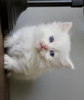 Munchkin Cats for sale in Capon Bridge, WV 26711, USA. price: $2,200