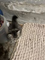 Munchkin Cats for sale in Perkasie, PA 18944, USA. price: $2,500