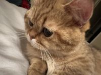 Golden Scottish Persian munchkin