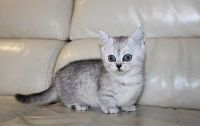 Munchkin Cats for sale in Minneapolis, MN 55415, USA. price: $500