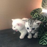 Munchkin Cats for sale in Miami, FL, USA. price: $400