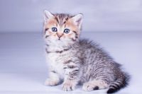 Munchkin Cats for sale in Manchester, NH, USA. price: $400
