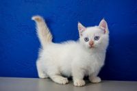 Munchkin Cats for sale in Sioux Falls, SD, USA. price: $400