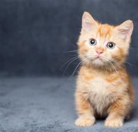 Munchkin Cats for sale in Oklahoma City, OK, USA. price: $500
