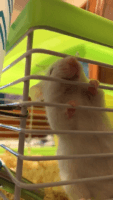 Mus fragilicauda Rodents for sale in Palo Alto, CA, USA. price: $70
