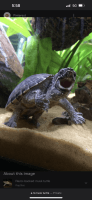 Musk Turtle Reptiles Photos