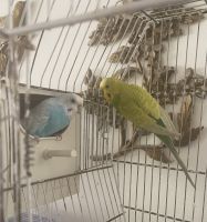 Mustached Parakeet Birds for sale in Union, NJ, USA. price: $50