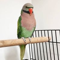Mustached Parakeet Birds Photos