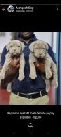 Neapolitan Mastiff Puppies for sale in Ghorpadi Gaon Community Hall Complex, Princess Of Wales Road,, Ghorpadi Bazar, Ghorpuri Lines, Dobarwadi, Ghorpadi, Pune, Maharashtra 411001, India. price: 25000 INR