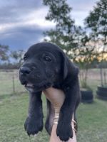 Neapolitan Mastiff Puppies for sale in Dalby, Queensland. price: $700