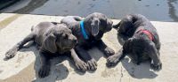 Neapolitan Mastiff Puppies Photos