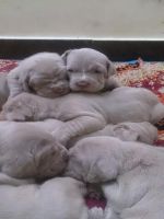 Neapolitan Mastiff Puppies for sale in Bengaluru, Karnataka 560001, India. price: 250000 INR