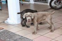 Neapolitan Mastiff Puppies for sale in Murrieta, CA, USA. price: $550