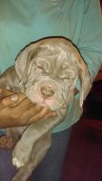 Neapolitan Mastiff Puppies for sale in Sidney, OH 45365, USA. price: $850