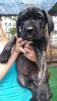 Neapolitan Mastiff Puppies for sale in Yucaipa, CA, USA. price: $800